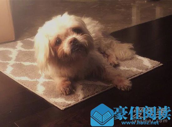张馨予发文悼念是怎么回事 张馨予发文悼念什么
