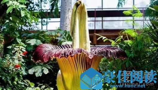 鬼吹灯尸香魔芋是什么 尸香魔芋真的存在吗