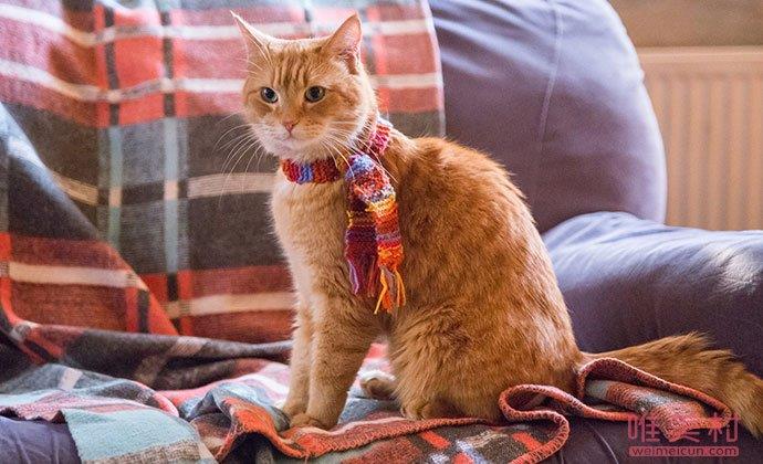 流浪猫鲍勃去世