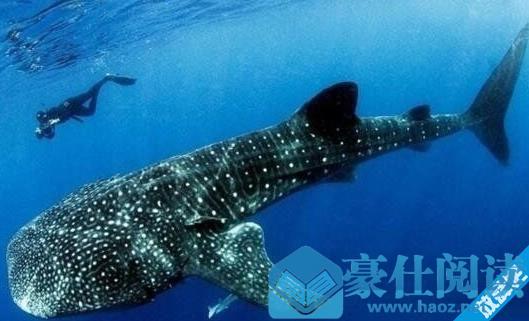 世界上最大的鲨鱼鲸鲨 体长可达20米体重25吨