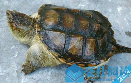 世界上最凶的乌龟鳄龟 鳄龟咬合力达910斤