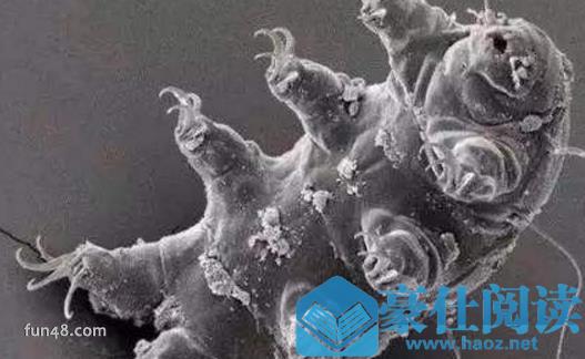 水熊虫：世界上唯一能在宇宙真空生存的动物