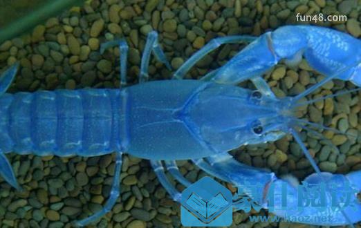 世界最大的蓝魔虾重500克 30公分长相当于3只小龙虾