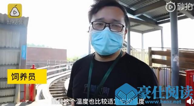 武汉欢乐谷有两只企鹅游客：憋久了，这次带来游乐场体验