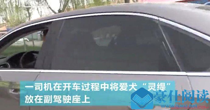 让狗狗坐副驾被罚啥情况