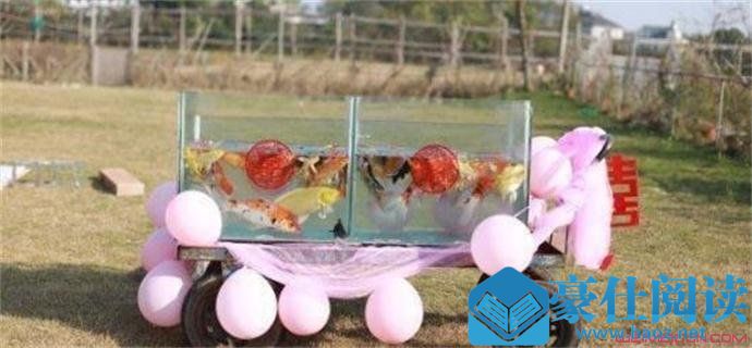 结婚送99条活锦鲤