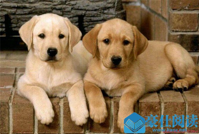 拉布拉多犬多少钱一只