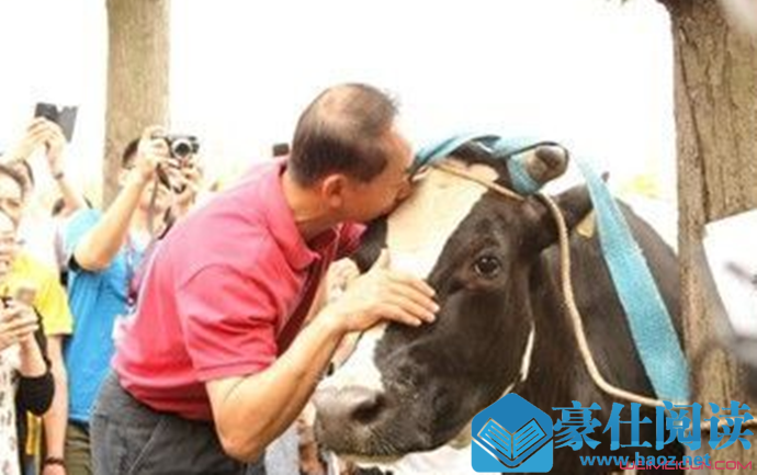 亲吻奶牛风靡欧洲