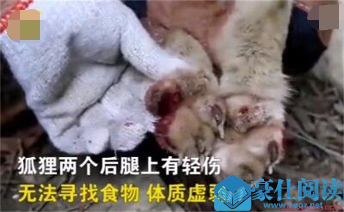 受伤银狐救人后获救助