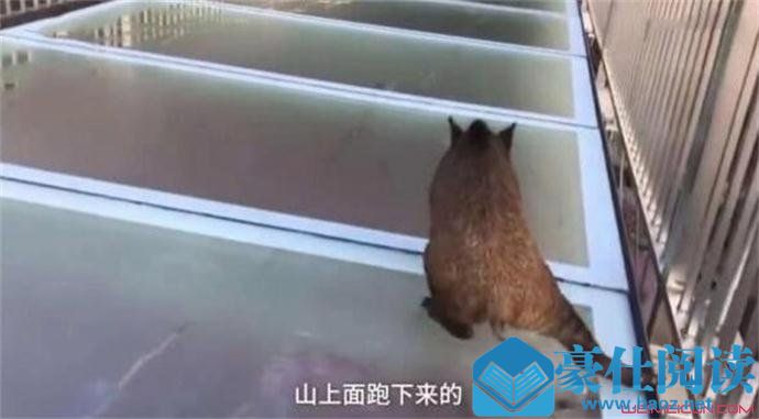 山猪误闯玻璃天桥怎么回事