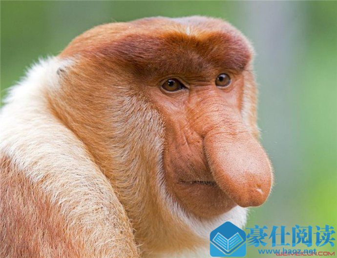 长鼻猴是国宝吗