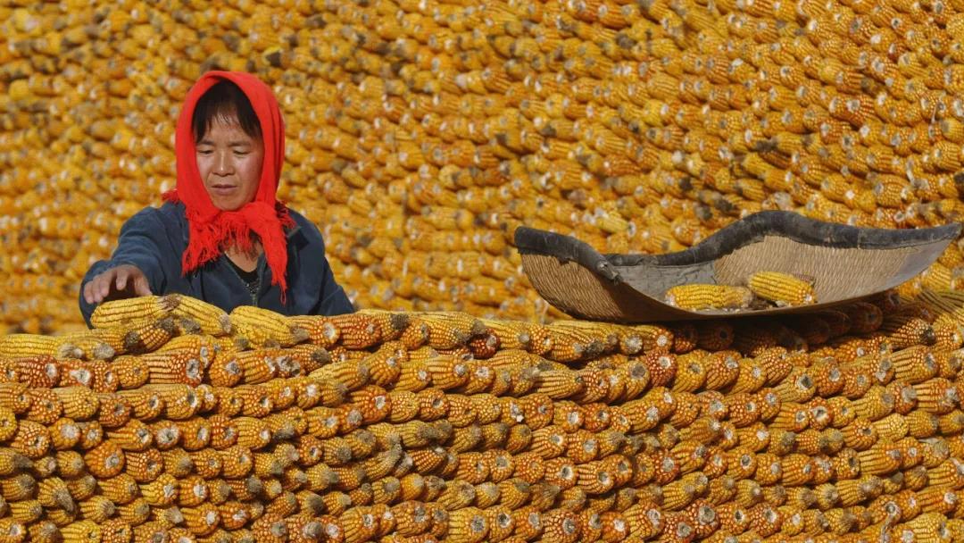 中国人的吃饭问题：我们的种子是否真的到了危险边缘？