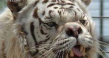世界上最丑的老虎 名叫Kenny的虎是天生的短鼻和大脸