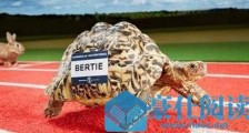 世界上爬行最快的乌龟，豹纹陆龟Bertie是普通乌龟的两倍