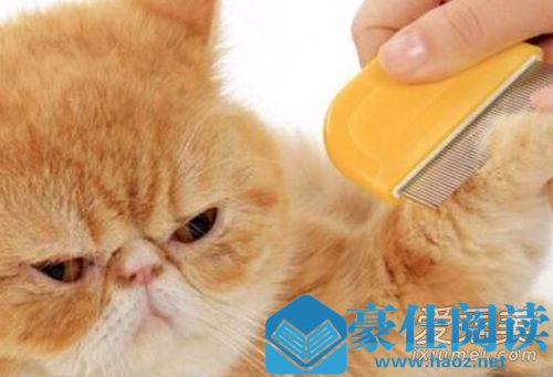 猫听到梳子声音会吐是真的吗 为什么猫听见梳子的声音会吐