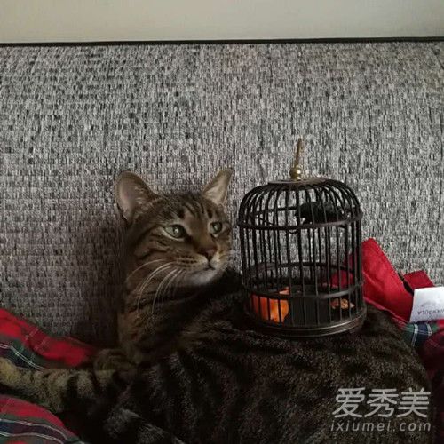 杨幂爸爸晒豪宅一角什么样子 杨幂爸爸晒豪宅一角照片 杨幂爸爸晒豪宅一角什么样子 杨幂爸爸晒豪宅一角照片