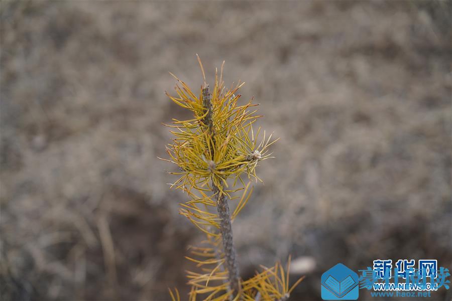 （新华视点·图文互动）（4）苗木有的枯死有的遭牛羊啃食……河北沽源多处林带为何“种树不见树”？