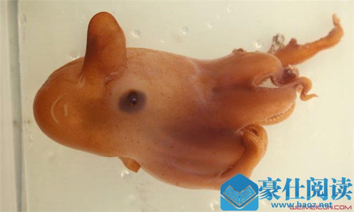 小飞象章鱼能养吗