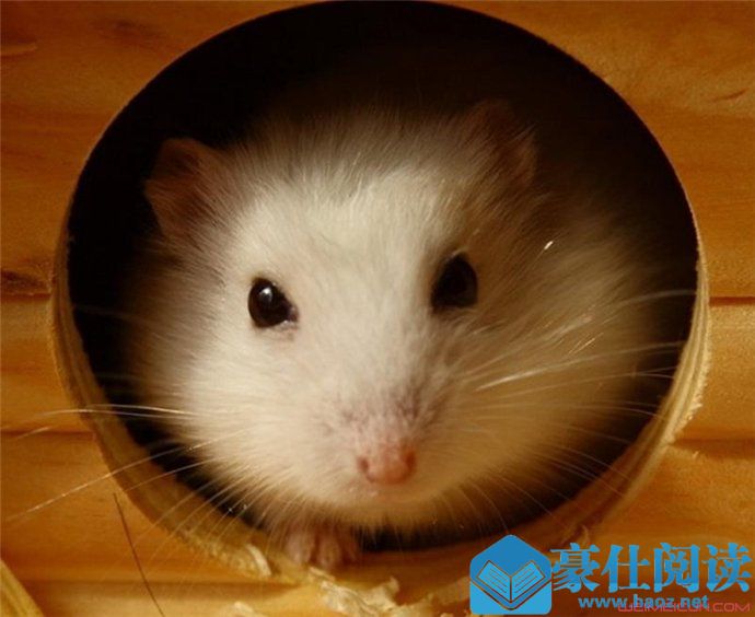 仓鼠会认主人吗