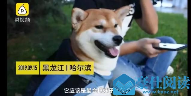 单身女孩子为什么宁愿不找男朋友也要养宠物呢?第5张
