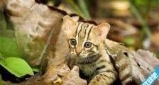 世界上最小的野猫 锈斑豹猫体重不超过4斤