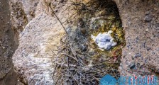 甘肃瓜州首次野外发现世界濒危珍禽黑鹳巢穴和雏鸟