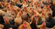 2020湖南禽流感最新信息 对鸡蛋的价格有影响吗