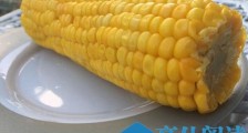 你熟玉米是什么意思 熟玉米什么梗