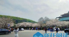 2019武大赏樱怎么预约 2019武大看樱花预约
