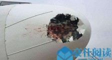 飞机撞到鸟会怎么样​ 飞机为什么怕鸟撞