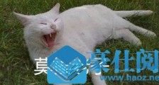 莫挨老子是什么梗 莫挨老子什么意思表情包无水印