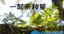 抖音上加我养个草是什么意思 养草什么梗