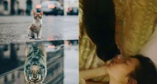 刘亦菲素颜亲吻猫咪 网友神P图刘亦菲到底养了多少只猫