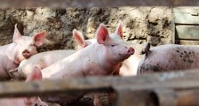 猪价持续下跌 傲农生物上半年预计亏损1.20亿元