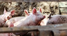 天康生物上半年净利润同比预降超60% 生猪销售价格波动有影响