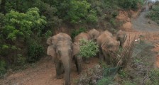 象群迁徙下的野生主播：闯禁区、吃大象“剩饭”、拍大象粪便