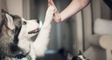AI养宠时代来临,铲屎官终于解放双手?