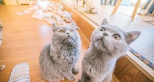 我们体验了猫咖,发现并不挣钱