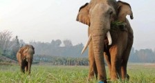 大象搞直播百万人围观，47万阿里商家成了“金主象爸”