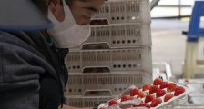 “高山鲜”草莓提前上市背后,盒马持续发力基地直采