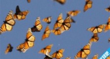 世界上距离最长的蝴蝶迁徙 帝王蝶迁徙距离长达3000多公里