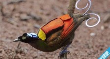 世界上最美的鸟 威氏极乐鸟的美全世界公认