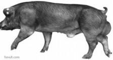 世界上最强壮的猪 杜洛克猪身体一半是肌肉