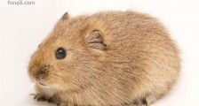 妊娠期最短的哺乳动物 达呼尔鼠兔孕期只有15天