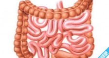 人体最长的器官 成人的小肠全长5