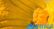 花粉最大的植物 西葫芦花粉直径有200微米