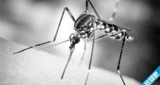 第一只转基因蚊子 美国科学家培育的蚊子可以抗击疟疾