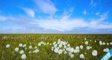 世界最小的灌木 北极花10厘米左右高