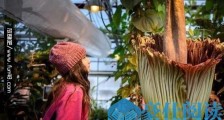 世界上最臭的花 尸香魔芋臭到800米外