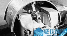 最早登上太空的动物 小狗莱卡1957年升空